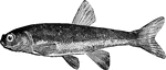 "The Minnow, <em>L. phoxinus</em> is one of the smallest of European fishes, seldom exceeding three inches in length; it inhabits rivers, brooks, and canals, is exceedingly prolific, and spawns in June." &mdash; Goodrich, 1859