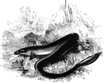 "These have an elongated form, and a soft, thick, slimy skin; the scales are very minute, and imbedded in the thick, fat, cuticle so as only to be seen when this is dried. The gill orifices are small, and cartried far back, so that the branchiae are protected, on which account these animals can live a considerable time out of water. They are averse to cold and are not found in high northern countries." &mdash; Goodrich, 1859