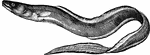 "It varies in length from three to ten feet, and in weight from five to one hundred and thirty pounds. It is a most voracious fish, feeding often on the young of its own species; from the stomach of one that weighed twenty-five pounds, Mr. Yarrell took three dabs and a young conger three feet long." &mdash; Goodrich, 1859