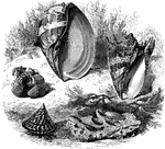 "[From left to right:] Cockles, Imperial Volute, Clown Volute, Pholas, Helmet Shell" &mdash; Goodrich, 1859
