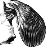 "Mussel attached by a byssus to a rock." &mdash; Goodrich, 1859