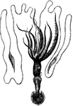 "Has the body eight inches long, and the longest tentacles nearly three feet." &mdash; Goodrich, 1859