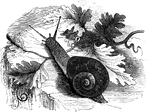 "This is furnished with four tentacula, two of which are smaller than the others; at the end of these, which the animal pushes out or draws back like telescopes, are blackish knobs, which are the eyes." &mdash; Goodrich, 1859
