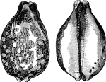 "The map cowry, <em>C. mappa</em>, foud in the Indian Ocean, is handsomely marked." &mdash; Goodrich, 1859