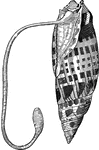 "Noted for a very long proboscis, sometimes twice the length of the shell. The latter is turretted, smooth, white, and spotted with light red." &mdash; Goodrich, 1859