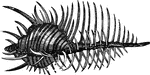 "The shell of the thorny woodcock, <em>M. tribulus</em>, sometimes called <em>Venus's Comb</em>, is much prized by collectors, if in a perfect state; it is often very delicate and beautiful." &mdash; Goodrich, 1859