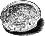 "A general name on the Pacific coast of the United States for marine shells of the family <em>Haliotid&aelig; </em>(which see), having an oval form with a very wide aperture, a narrow, flattened ledge or columella, and a subspiral row of perforations extending from the apex to the distal margin of the shell."&mdash;Wright, 1902