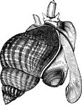 "Extensively caught in dredges in Europe, as it is eaten, and is also used as fish-bait. It is well-known to bore through the shells of other mollusca, and thus to suck out the vital parts." &mdash; Goodrich, 1859