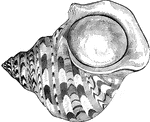 "The top shell, <em>T. marmoratus</em>, has a turbinated solid shell, with convex whorls." &mdash; Goodrich, 1859