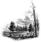 "The Regulator battle-ground. This view is from the south side of the Salisbury Road, which is marked by the fence on the left. The belligerents confronted in the open field seen on the north of the road, beyond the fence. Between the blasted pine, to which a muscadine is clinging, and the road, on the edge of a small morass, several of those who were slain in that engagement were buried. I saw the mounds of four graves by the fence, where the sheep, seen in the picture, are standing. The tree by the road side is a venerable oak, in which are a few scars produced by the bullets."&mdash;Lossing, 1851