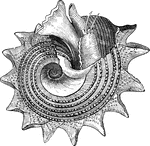 The Mollusks ClipArt collection offers 603 illustrations broken out into 4 groups. This includes bivalves, octopus, snails, and other animals in the phylum Mollusca.