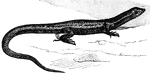 "A genus of harmless lizards, family <em>Scincid&aelig;</em>, with five-toes feet and only rudimentary eyelids."-Wright, 1902