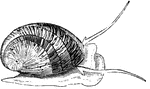 "The polished nerita, <em>Nerita polita</em>, is distributed through nearly all tropical seas." &mdash; Goodrich, 1859