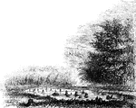"Pyle's Pond. About a quarter of a mile northwest from this pond, is the spot where the battle occurred. It was then heavily wooded; now it is a cleared field, on the plantation of Colonel Michael Holt. Mr. Holt planted an apple-tree upon the spot where fourteen of the slain were buried in one grave. Near by, a persimmon-tree indicates the place of burial of several others."—Lossing, 1851
