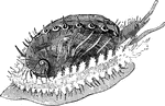 "In these, which are called <em>Ear-Shells</em>, the animal has a shrt muzzle and two branchial plumes; the shell has a spiral conformation, and the perforations for the anal siphon are arranged in a row along the back of the shell." &mdash; Goodrich, 1859