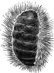 "The <em>Chiton spinosus</em> is bordered by long, black, aculeted spines; found in the South Seas; length three inches." &mdash; Goodrich, 1859