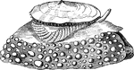 "These animals, called <em>Umbrella-Shells</em>, are furnished with a shell, which, however, is often concealed by the mantle; the foot is usually large, and the feather-like gill hidden between a fold of the mantle and the foot. The shell is sometimes limpet-shaped. The <em>Umbrella Mediterranea</em> and the <em>U. Indica</em> are the only known species." &mdash; Goodrich, 1859