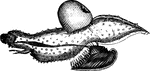 "The Carinaria has an elongated transparent body, dotted with elevated points, and furnished toward the upper part of the posterior extremity with a sort of fin, which performs the office of rudder; nearly opposite to this, on the belly, is a semicircular fin; with the aid of this it floats in the water." &mdash; Goodrich, 1859