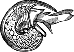 "The shell of <em>Limacina rostralis</em> resembles a small nautilus in form." &mdash; Goodrich, 1859