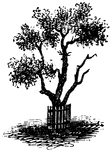 "Pear Tree"&mdash;Lossing, 1851