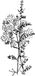 "The common wormwood; a European species, much cultivated for its bitter qualities; it contains a volatile oil which is the principle ingredient in the French liquor absinthe."-Whitney, 1902