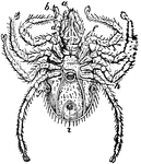 "An order of the class Arachinida, includes those insects, as the mites, ticks, itch-insects, etc., which are without a definite line of demarktationbetween the unsegmented abdomen appearing united in one."-Whitney, 1902