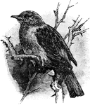 "Accentor- A genus of passerine birds, family Sylviid&aelig;, subfamily Accentorin&aelig;."-Whitney, 1902