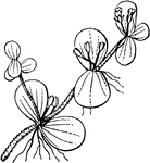 Stem finely pubescent, flowers 3-4 mm long.