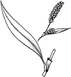 Stems with a sheath just above attachment point of leaf; flowers individually small, white to pink.