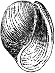 "A genus of mollusks, of the familiy bullid&aelig; or Tornatellid&aelig;, belonging to the tectibranchiate division of opisthobranchiate."-Whitney, 1902