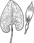 Leaves with blunt lobes; flower conspicuous, purple, not on a fleshy axis enclosed in a leaf-like sheath.