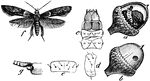 "a, larva within acron; b, acorn infested with the larva; c, head and thoracic segments of larva; d, one of the abdomincal segments of view; f, moth; g, basal joint antenna in the male moth."-Whitney, 1902