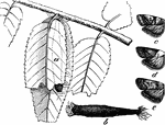 "a, leaflets attacked by a larva of A. juglandis; b, case of larva; c, wings of A. nebulo; d, wings of A. juglandis; e, wings of A. nebulo var."-Whitney, 1902