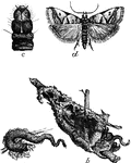 "a, case containing caterpillar; b, cases in winter; c, head and thoracic joints of larva, enlarged; d, moth (the cross shows natural walnut case-bearer, feeds upon walnut and hickory, fastening the leaves together and skeletonizing them from base to tip."-Whitney, 1902