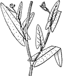 Sheaths around stem above each point of leaf-attachment; flowers white to red, not fragrant.