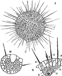 "1. The whole animal with c, c, contractile vacuoles 2. Portion of periphery more magnified with a, four still pseudopodia and n, four nuclei or endoplasts. 3. A young actinosph&aelig;rium."-Whitney, 1902