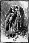 "Adjutant-bird; Indian Stork."-Whitney, 1902