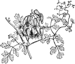 "Adlumia cirrhosa; single leaf and panicle"-Whitney, 1902