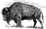 "The Buffalo. As the game upon which they depended moved about the country, so the Indians roved in search of it. The buffalo was an animal every part of which the Indian used. He cooked or dried the flesh, for food. He tanned or otherwise dressed the skin and used it for his bed, and he cut it up for ropes and cords. The marrow served for fat. The sinews made bowstrings. The hair was twisted into ropes and halters, and spun and woven into a coarse cloth, the bones made war clubs, and the shoulder blades were used for hoes. They made canoes from the bark of trees, and paddled along the rivers and lakes. By looking at a map which has no State lines upon it, one can see what a network of waterways covers the country now occupied by the United States."&mdash;Scudder, 1897