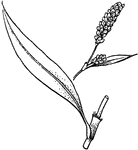 Plant with narrower leaves, none basal; flowers sessile, in terminal spikes.