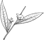 Capsule or calyx tube long and slender, ovre 1.5cm long; stamens.