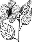 Large leaves, over 5 cm broad; flowers large, over 5cm across.
