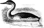 "Western Grebe. &AElig;chmophorus- A genus of large, long-necked grebes of America, having the bill extremely long, slender, and acute, whence the name."-Whitney, 1902