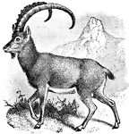 "Wild Goat (capra agagrus)-the wild sotck of most if not all of the breeds of the domestic goat."-Whitney, 1902