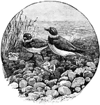 "Ringed Plover (&AElig;gialites hiaticula)"-Whitney, 1902