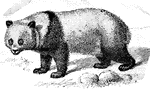 "Æluropus melanoleucus- A remarkable genus of carnivorous quadrupdes of the arctoid series of the order Feræ, connecting to the true bears with ælurus and other genera."-Whitney, 1902