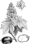 "&AElig;sculus Hippocastanum (a, flower; b, seed; c, seed cut longitudinally."-Whitney, 1902