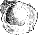 "A genus of bivalve mollusks, of the family Uniond&aelig;, found in the rivers of Africa and Madagascar."-Whitney, 1902