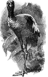"A grallatorial bird, a native of South America, often called the golden-breasted trumpeter."-Whitney, 1902