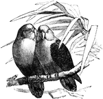 "Agapornis- A genus of small African parrots, including the love-birds, sometimes made the type of a subfamily Agapornithin&aelig;."-Whitney, 1902